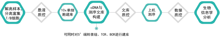 10x单细胞免疫组库V(D)J测序-技术流程-阅微基因