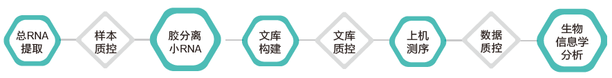 小RNA（small RNA）测序-技术路线-阅微基因