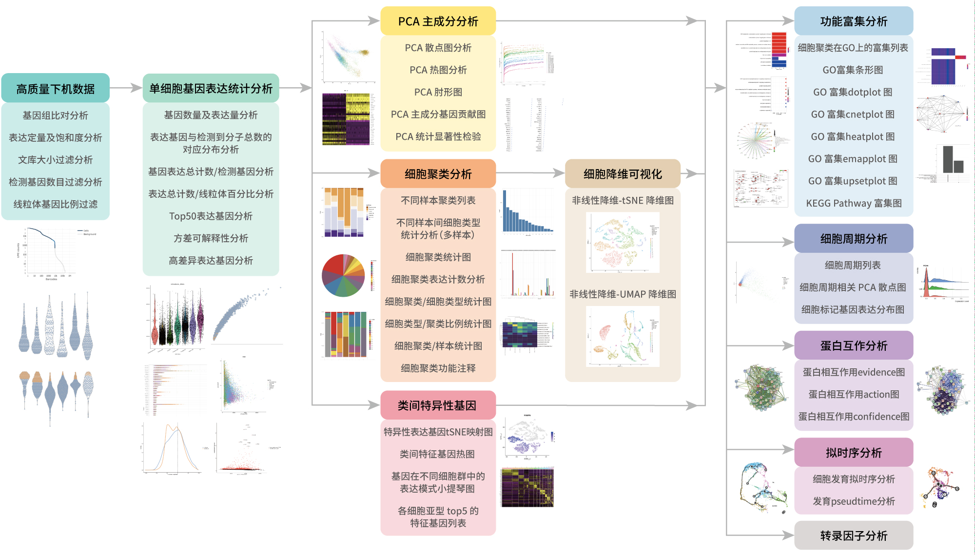 10x单细胞转录组-生信分析流程-阅微基因