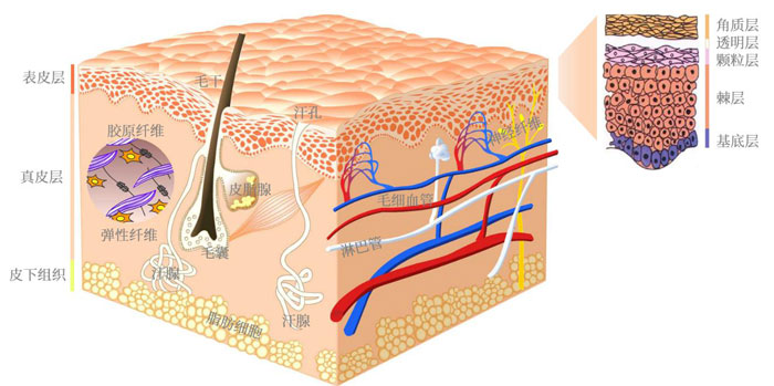 人体皮肤结构-阅微基因