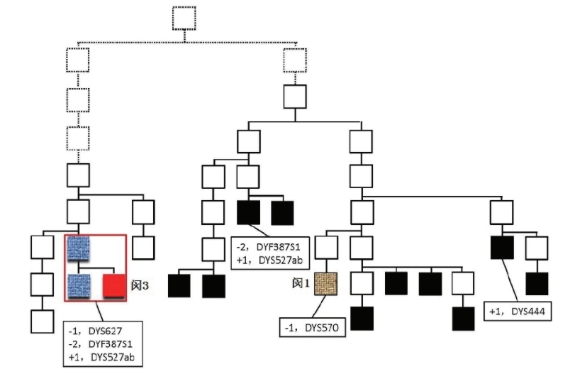 闵姓家系Y-STR分型突变图_家系排查中如何运用好RM Y-STR?_阅微基因 闵姓家系Y-STR分型突变图_家系排查中如何运用好RM Y-STR?_阅微基因